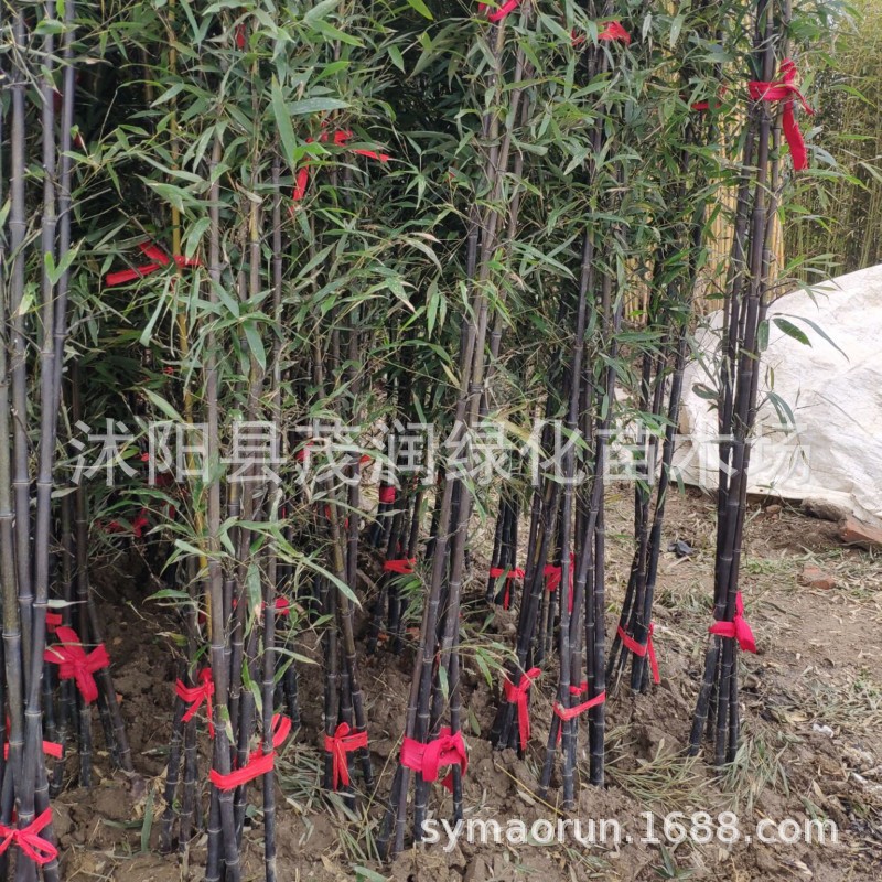 Courtyard Landscaping Seedlings Purple Bamboo Purple Bamboo Seedlings Colorfulful Seedlings Evergreen Plants Garden Landscape