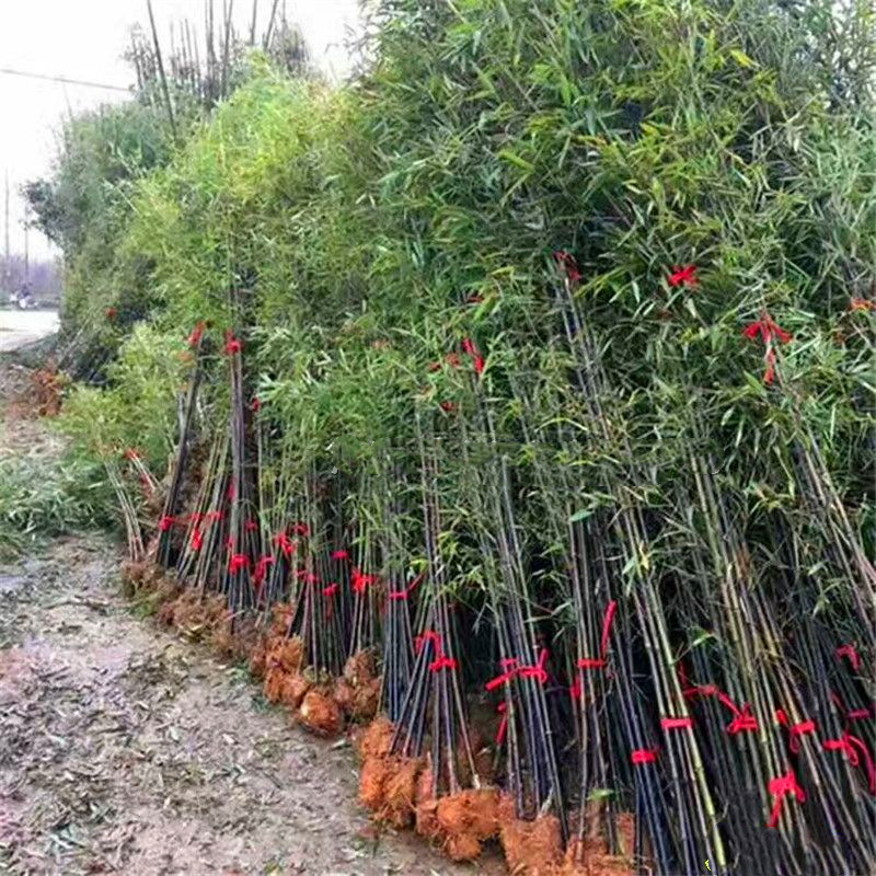 Бамбук, фиолетовый бамбук, бамбук Арахат, растение для двора, горшечная стена, вечнозеленое и морозостойкое растение круглый год, большое количество, выгодная цена