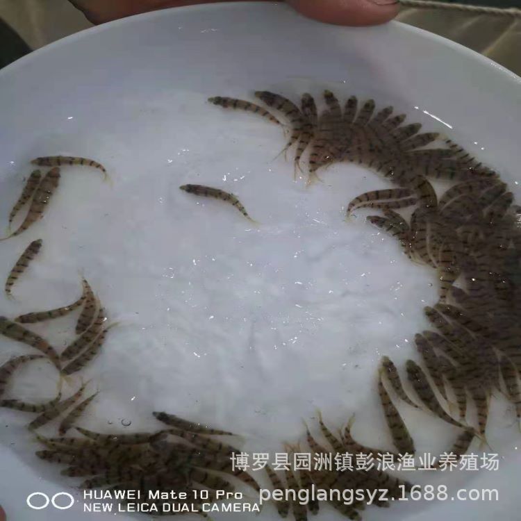 Light Lip Fry Grouper Freshwater Old Grouper Fish Fry Wholesale Freshwater Fish Fry Supply