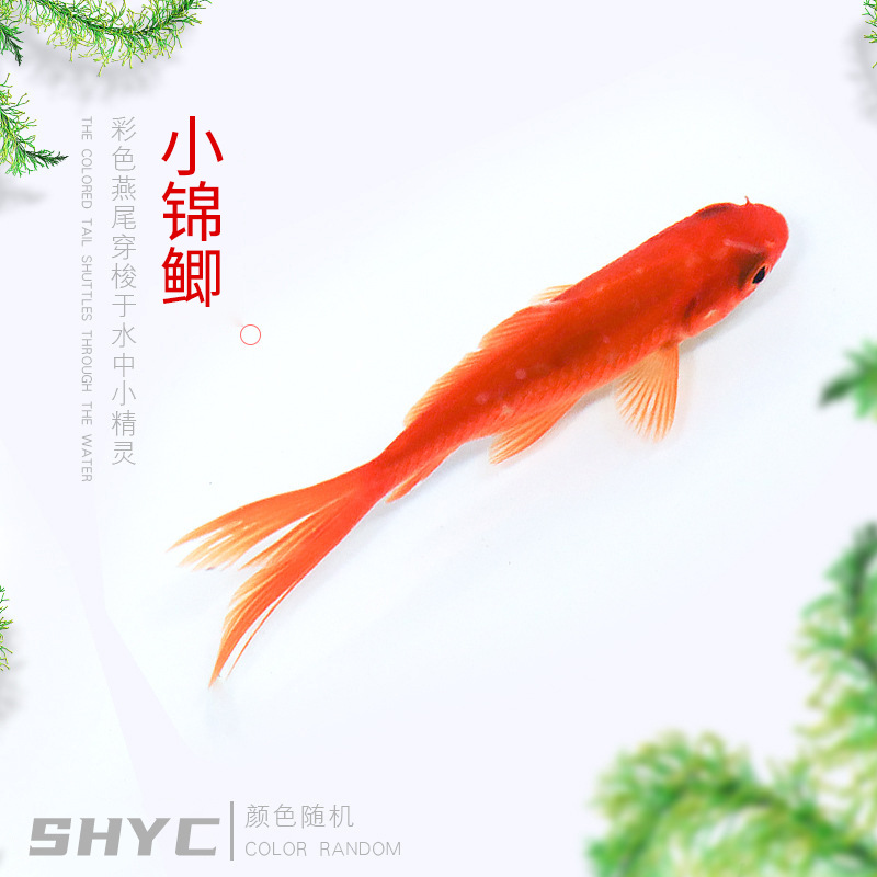 Шанхуа искусственные домашние холодноводные декоративные рыбы аквариумные рыбы разведение маленькие красные карпы маленькие брокадные карпы маленькие травяные золотые рыбки живые