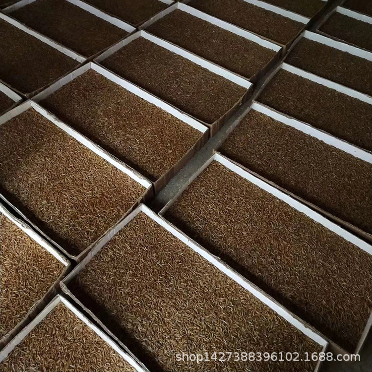 Supply export grade Tenebrio molitor dry hamster bird fish food feed small pet favorite