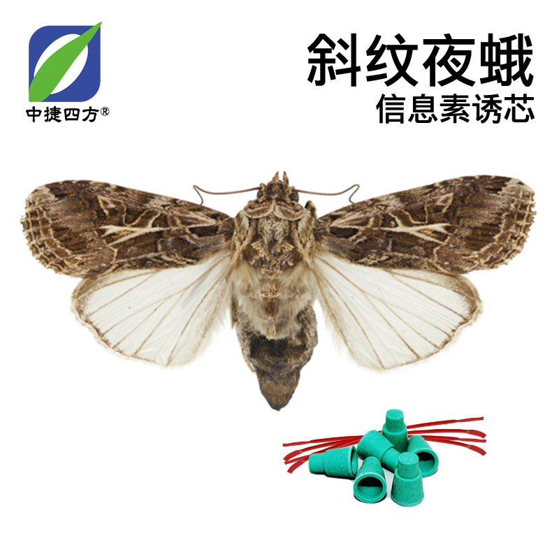 Zhongjie quartet insect pheromone inducer PVC Spodoptera litura pheromone inducer pvc