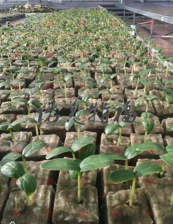 Agricultural 30×30×40 Soilless Cultivation Hydroponic Vegetable Planting and Seedling Rock Wool Plant Blocks for Soilless Cultivation