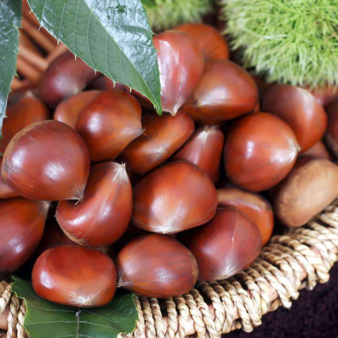 Free Shipping [Hot Sale] Freshly Picked Chestnuts Wholesale 3/5/ 5kg Vegetables and Dried Goods Wholesale
