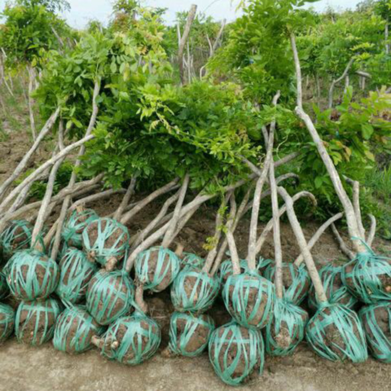 Multi-Flowered Wisteria Saplings Climbing Vines House Garden Courtyard Climbing Balcony Potted Florals Wisteria Flowers Large Seedlings