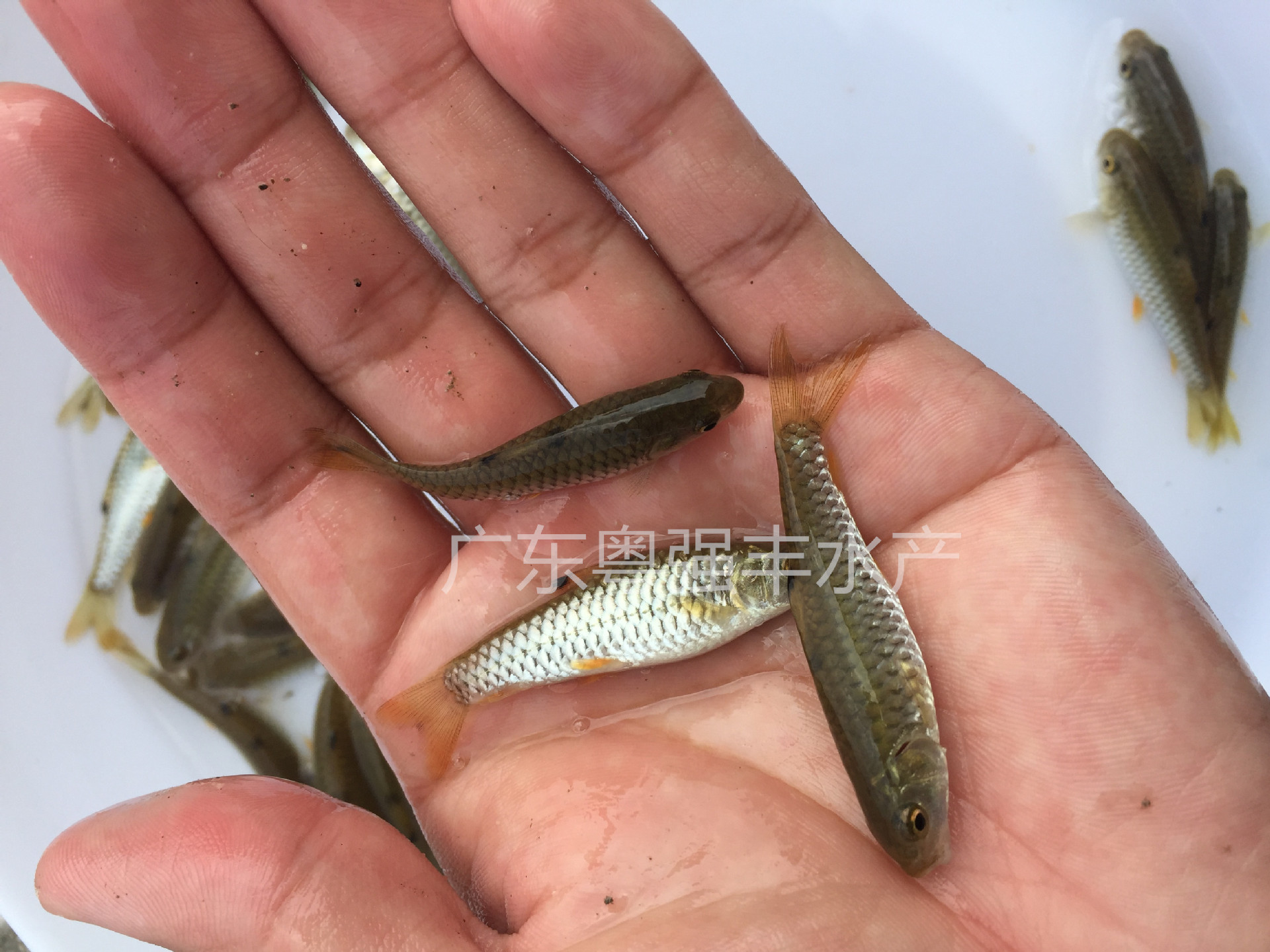 Seedling Farm Supplies Green Bamboo Catfish Fry, Aquaculture Army Fry for Sale, Freshwater Army Fry Live Supply