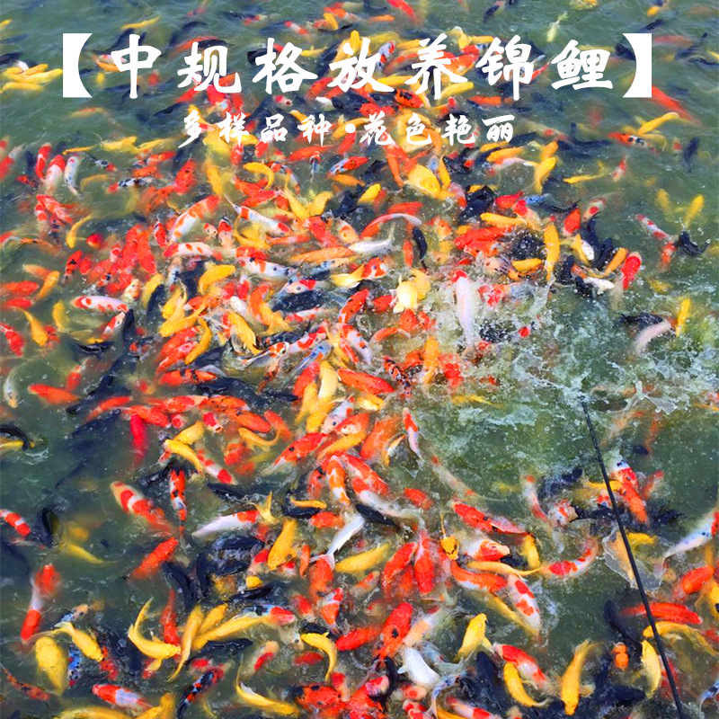 Малые и средние декоративные рыбы, кои, красно-белые тайшо, живая разведение и поставка, оптовая продажа 45 юаней/цзинь