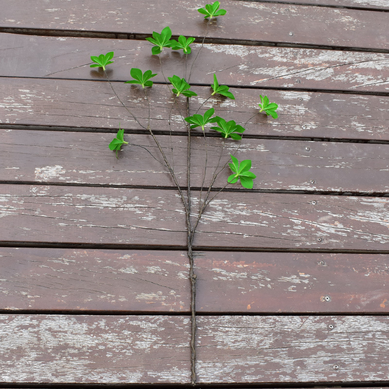 Scandinavian Simulated Green Plant Single Japanese Hanging Clock Green Leaf Plant Horse Drunken Wood Plastic Fake Branches Living Room Desktop Decoration