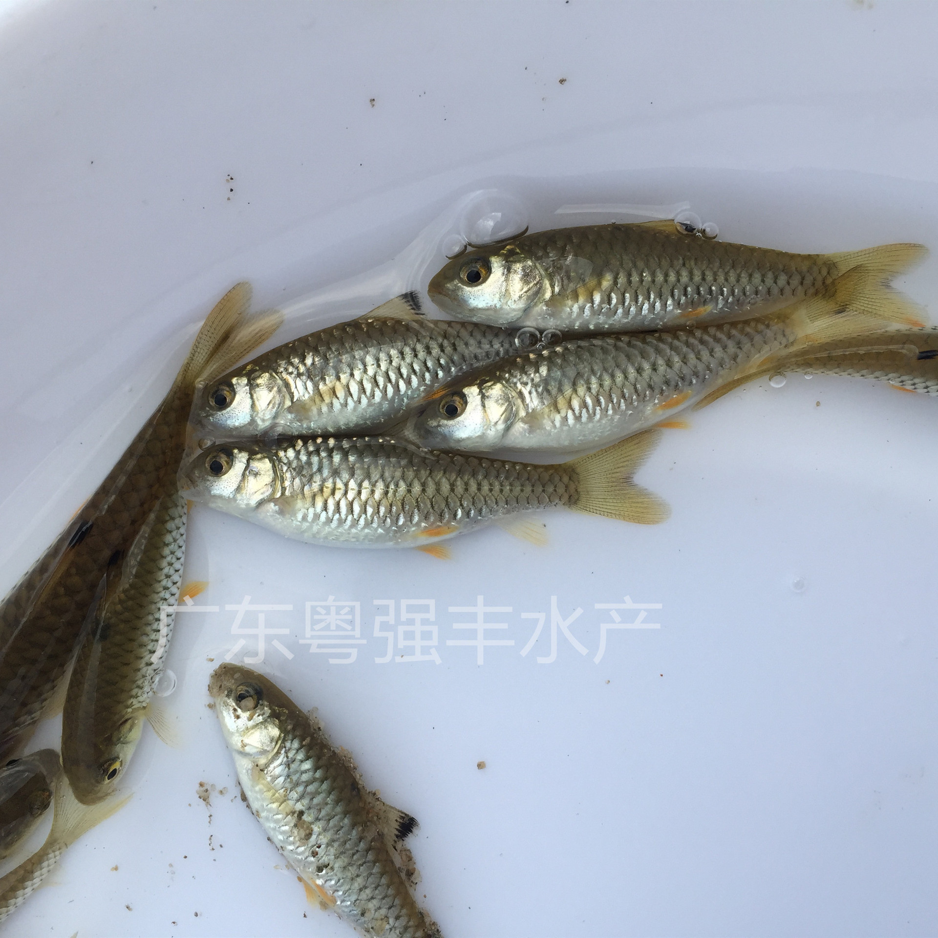 Seedling Farms Supply Army Fry, Wholesale of Large Quantities of Green Bamboo Catfish Fry, Army Fry Live for Sale