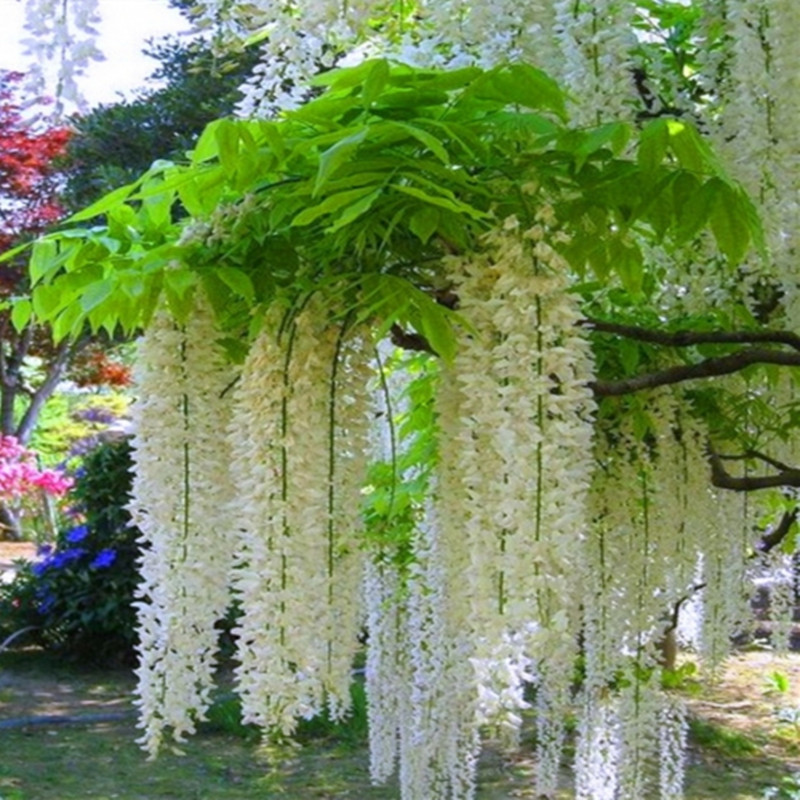 Multi-Flowered Wisteria Saplings Climbing Vines House Garden Courtyard Climbing Balcony Potted Florals Wisteria Flowers Large Seedlings