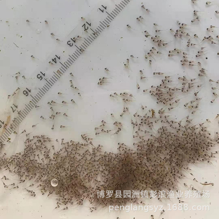California Bass Water Flower, Large Mouth Bass Fry, Black Bass, Bass Fry, Centimeter Seedlings, Wholesale in Guangdong All Year Round