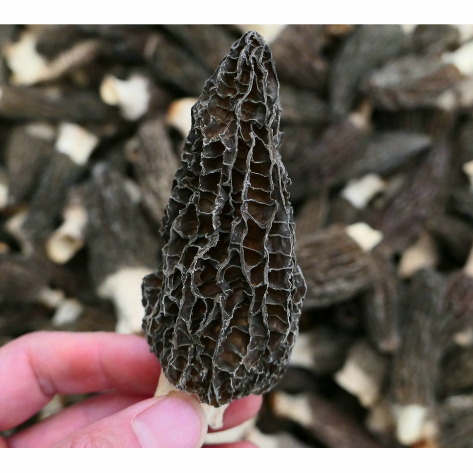 [yushanlong] Dried Morels, Cut-handled Morels, Thick Meat and Tender, Hotel Mountain Delicacies, Delicious Morels Mushrooms
