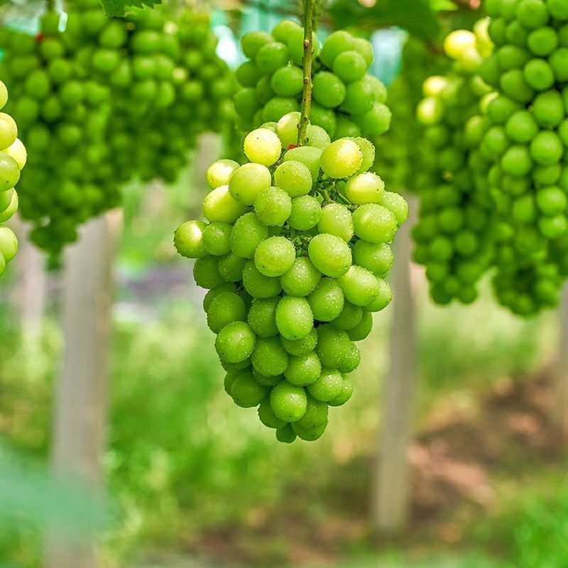 Sunshine Rose Grape Qingwang 1 Seed Green Grape Freshly Picked Fragrant Seasonal Fruit for Pregnant Women Wholesale by the Box