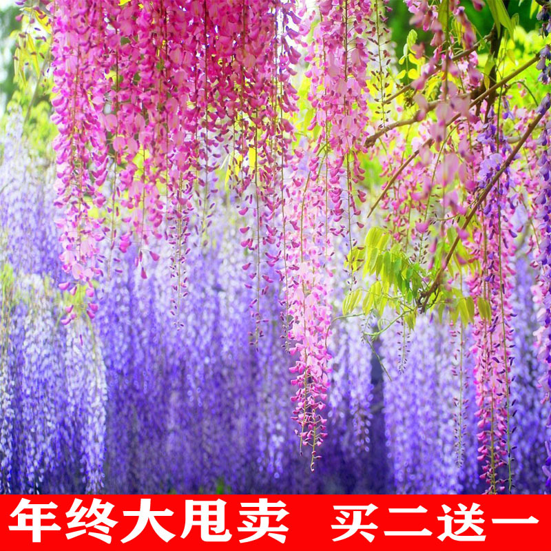 Многоклеточные саженцы глицинии, вьющиеся лозы для дома и сада, вьющиеся растения для балкона, горшечные цветы, крупные саженцы глицинии