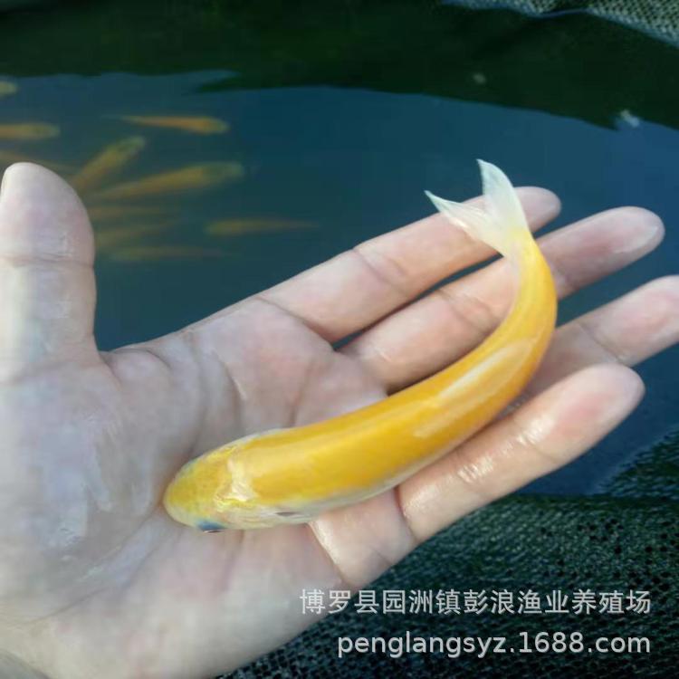 Golden Grass Carp Fry Nationwide Transport Package Live Golden Grass Carp Fry Freshwater Golden Grass Carp Fry