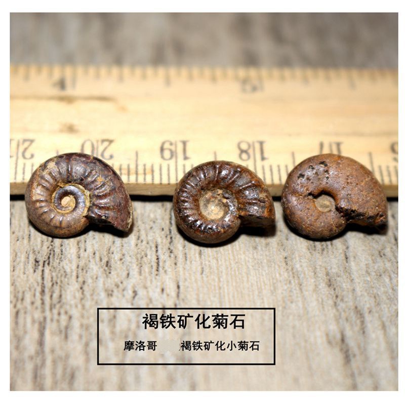 Окаменелость палеонтологии лимонит хризантема оригинальный камень окаменелость морского животного образец для обучения