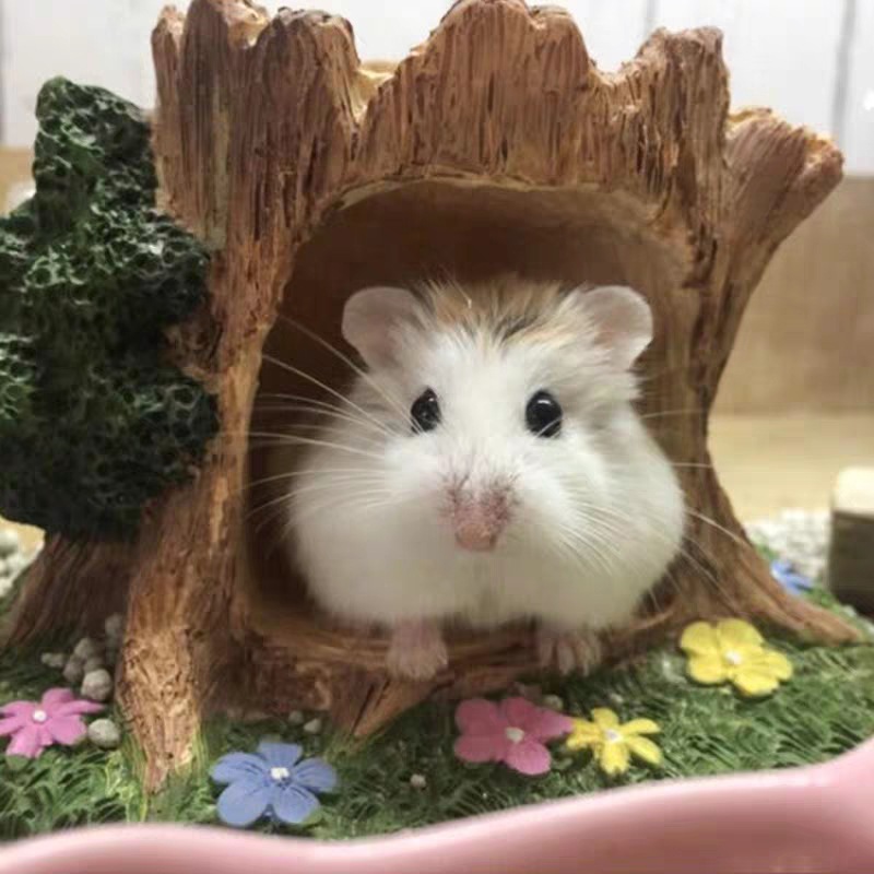 Artificially Raised Milk Tea Hamsters, Golden Hamsters, Pet Hamsters, Live Animals Wholesale, Healthy Small Hamsters