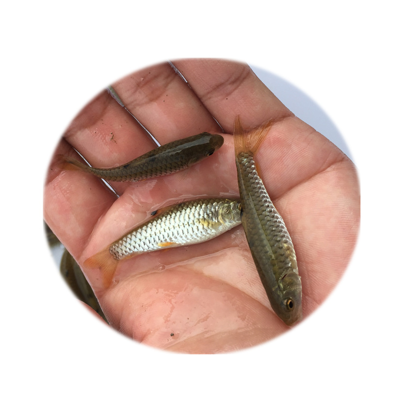 Seedling Farm Supplies Green Bamboo Catfish Fry, Aquaculture Army Fry for Sale, Freshwater Army Fry Live Supply
