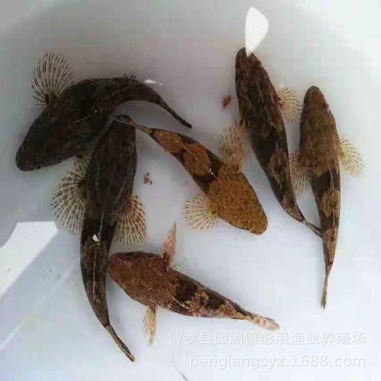 [Direct Supply from Seedling Farm] Bamboo Shell Fry 3-6cm Freshwater Cultured Local Hybrid Bamboo Shell Fry