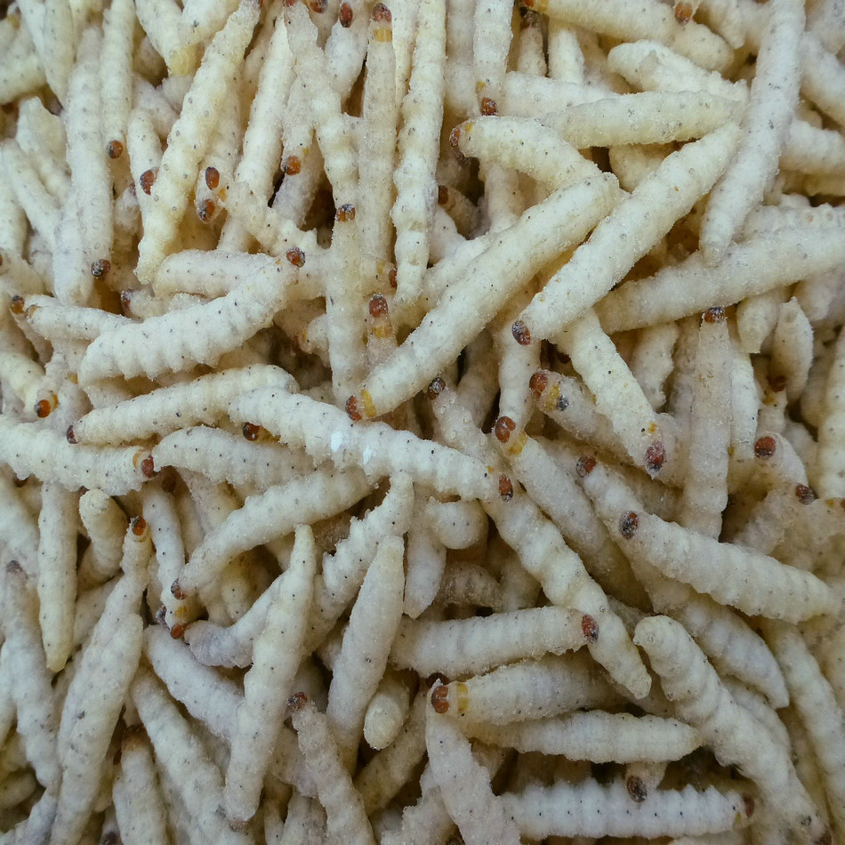 [Yujunlong] Bamboo Worm Quick-Frozen Ice-Free Bamboo Worm Frozen Product Wholesale Hotel Ingredients Large Supply
