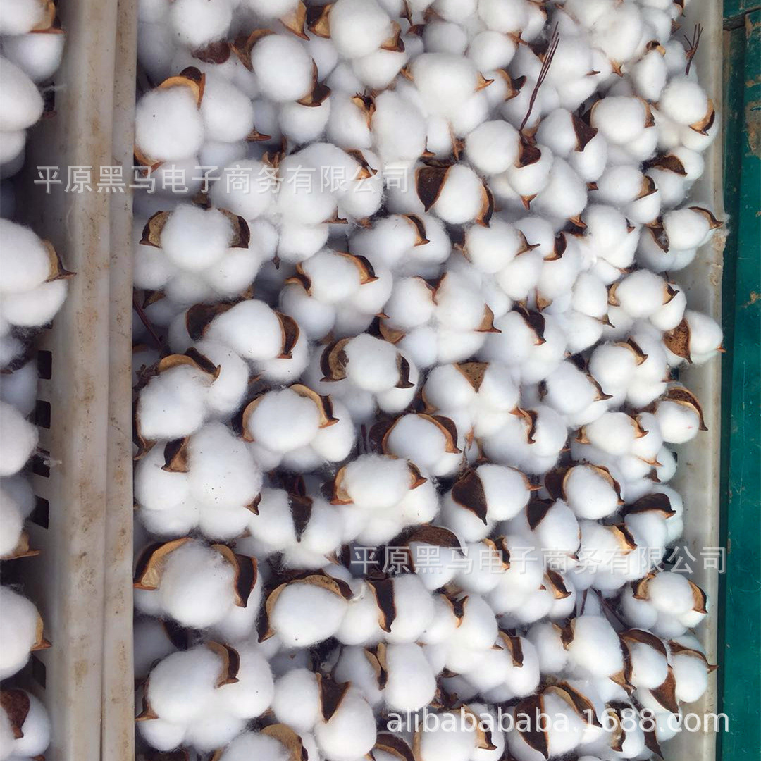 Natural cotton dried flower bouquet simulation bouquet cotton head hand embossing material bag eternal flower wedding wholesale