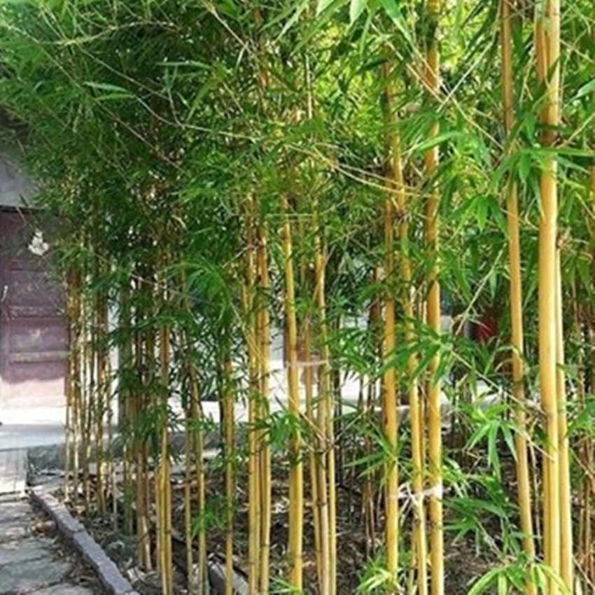 Bamboo, Purple Bamboo, Arhat Bamboo, House Courtyard Plant, Potted Wall, Evergreen and Frost-Resistant Green Plant in All Seasons, Large Quantity, Favorable Price