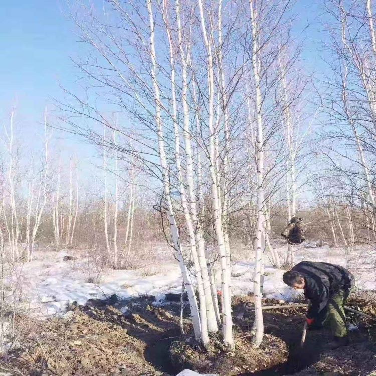 Саженцы белой березы, саженцы для озеленения парков