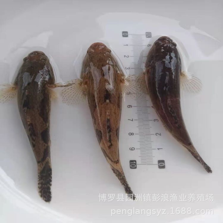 [Direct Supply from Seedling Farm] Bamboo Shell Fry 3-6cm Freshwater Cultured Local Hybrid Bamboo Shell Fry