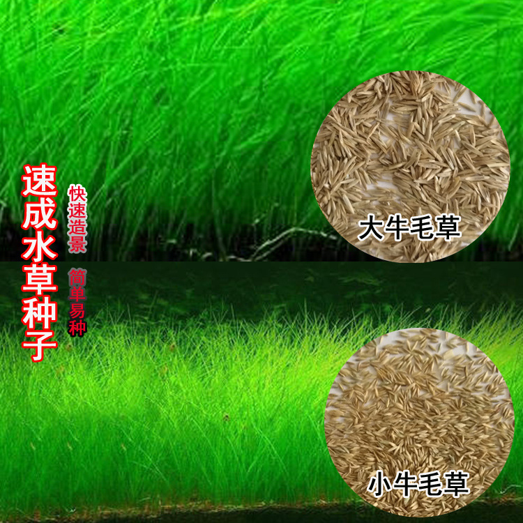 Wholesale fish tank aquarium prospect instant water grass seeds mini pair leaf grass cowhair grass lucky grass