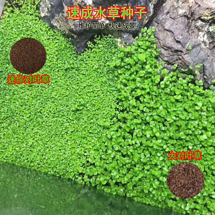 Wholesale fish tank aquarium prospect instant water grass seeds mini pair leaf grass cowhair grass lucky grass