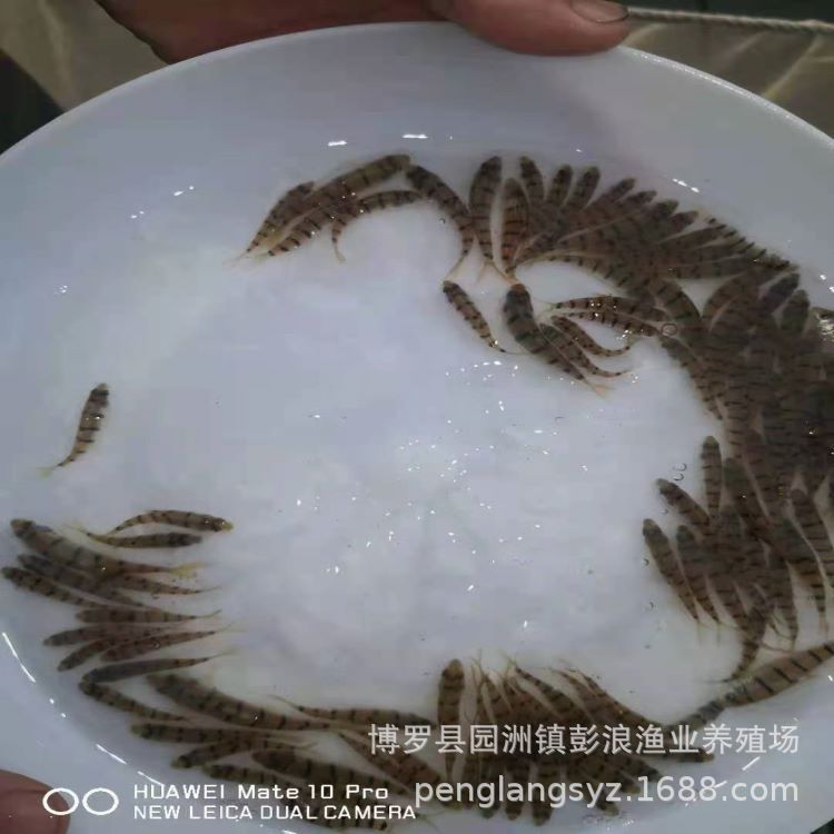 Светлая губа семена групера пресноводные старые груперы оптовая продажа пресноводных семян групера