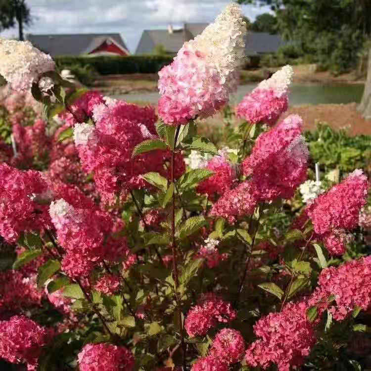 Wooden Hydrangea Cone Hydrangea Flowers Have a Long Flowering Period and the Color Is White in the Early Stage and Pink in the Late Stage