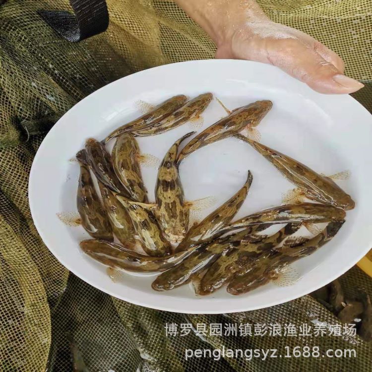 [Прямая поставка с питомника] Бамбуковая раковина семена 3-6см пресноводные культивируемые местные гибридные бамбуковые раковины