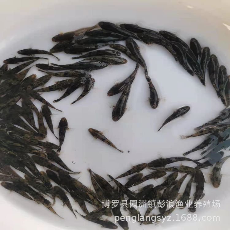 [Direct Supply from Seedling Farm] Bamboo Shell Fry 3-6cm Freshwater Cultured Local Hybrid Bamboo Shell Fry