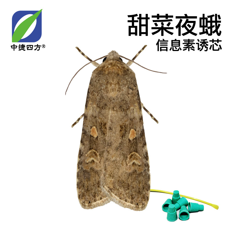 Zhongjie square beet armyworm pheromone core-inducing agent agricultural insect-removing vegetable-inducing agent PVC single root