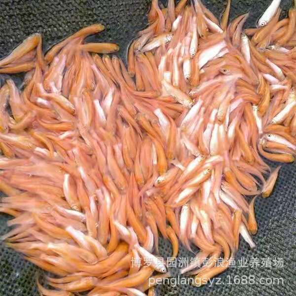 Golden Grass Carp Fry Nationwide Transport Package Live Golden Grass Carp Fry Freshwater Golden Grass Carp Fry
