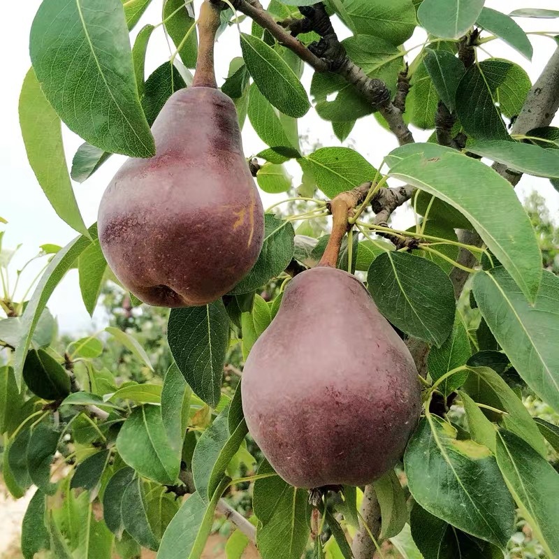 "Shaanxi Red Pear" Is a Fresh Red-Skinned Pear That Can Be Sucked When It Is Soft but Not Hard. 2.5kg Pears Are Seasonal Fruits