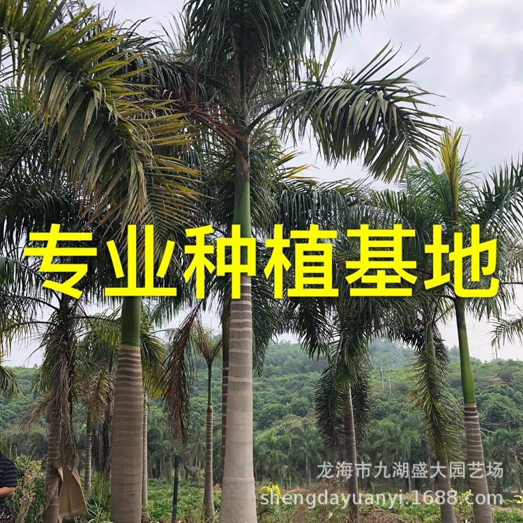 Цена королевского кокосового ореха Фуцзянь, предложение королевского кокосового ореха Фучжоу, коричневый кокос из Гуандуна, оптовая продажа королевского кокоса провинция Чжэцзян