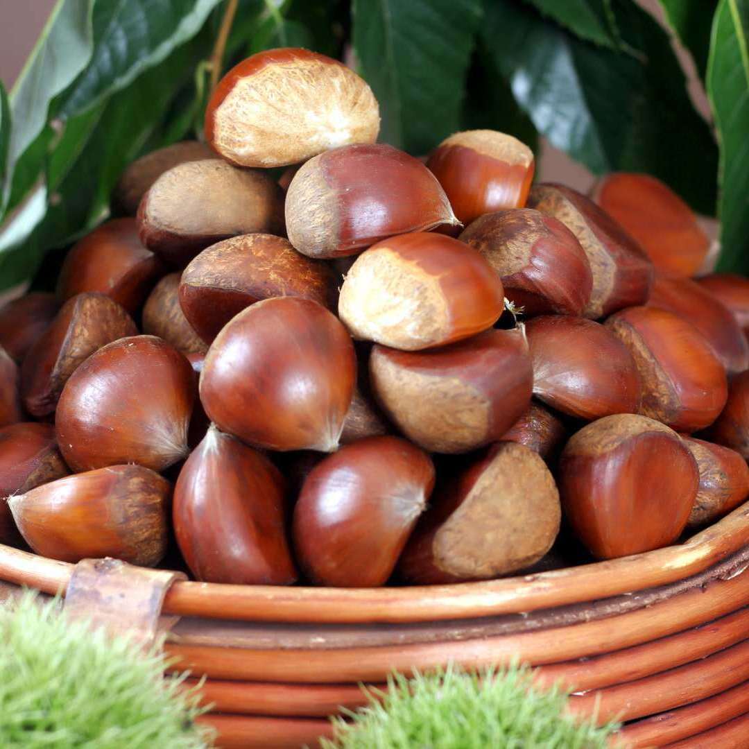Free Shipping [Hot Sale] Freshly Picked Chestnuts Wholesale 3/5/ 5kg Vegetables and Dried Goods Wholesale