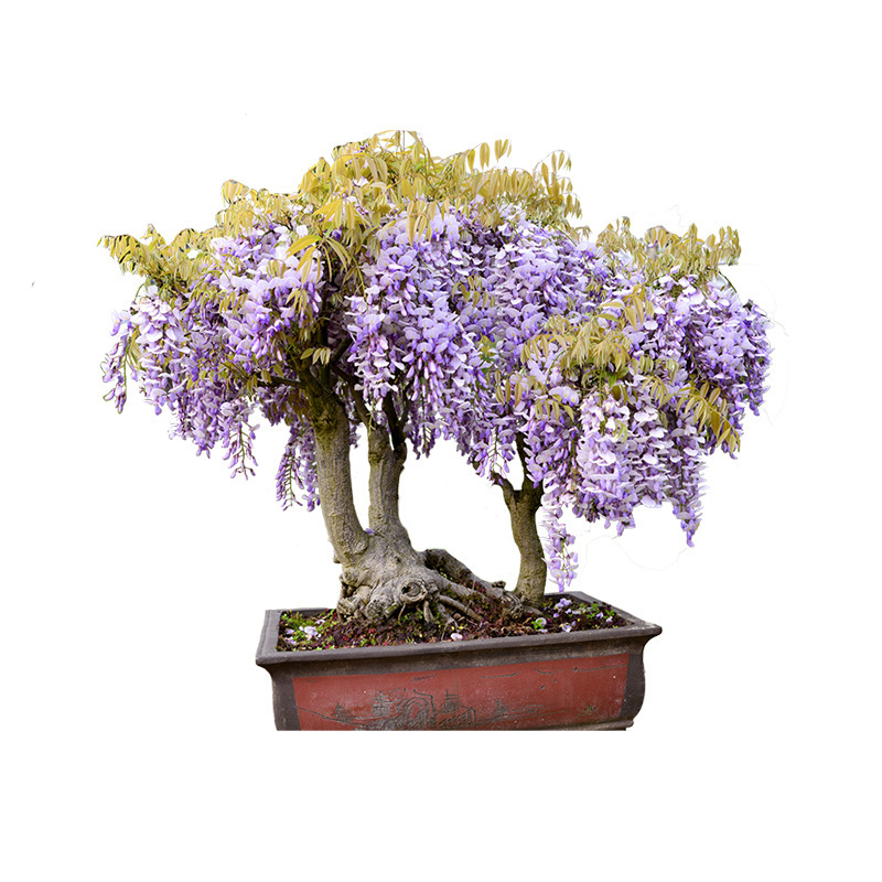 Multi-Flowered Wisteria Saplings Climbing Vines House Garden Courtyard Climbing Balcony Potted Florals Wisteria Flowers Large Seedlings