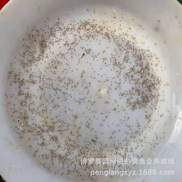 California Bass Water Flower, Large Mouth Bass Fry, Black Bass, Bass Fry, Centimeter Seedlings, Wholesale in Guangdong All Year Round