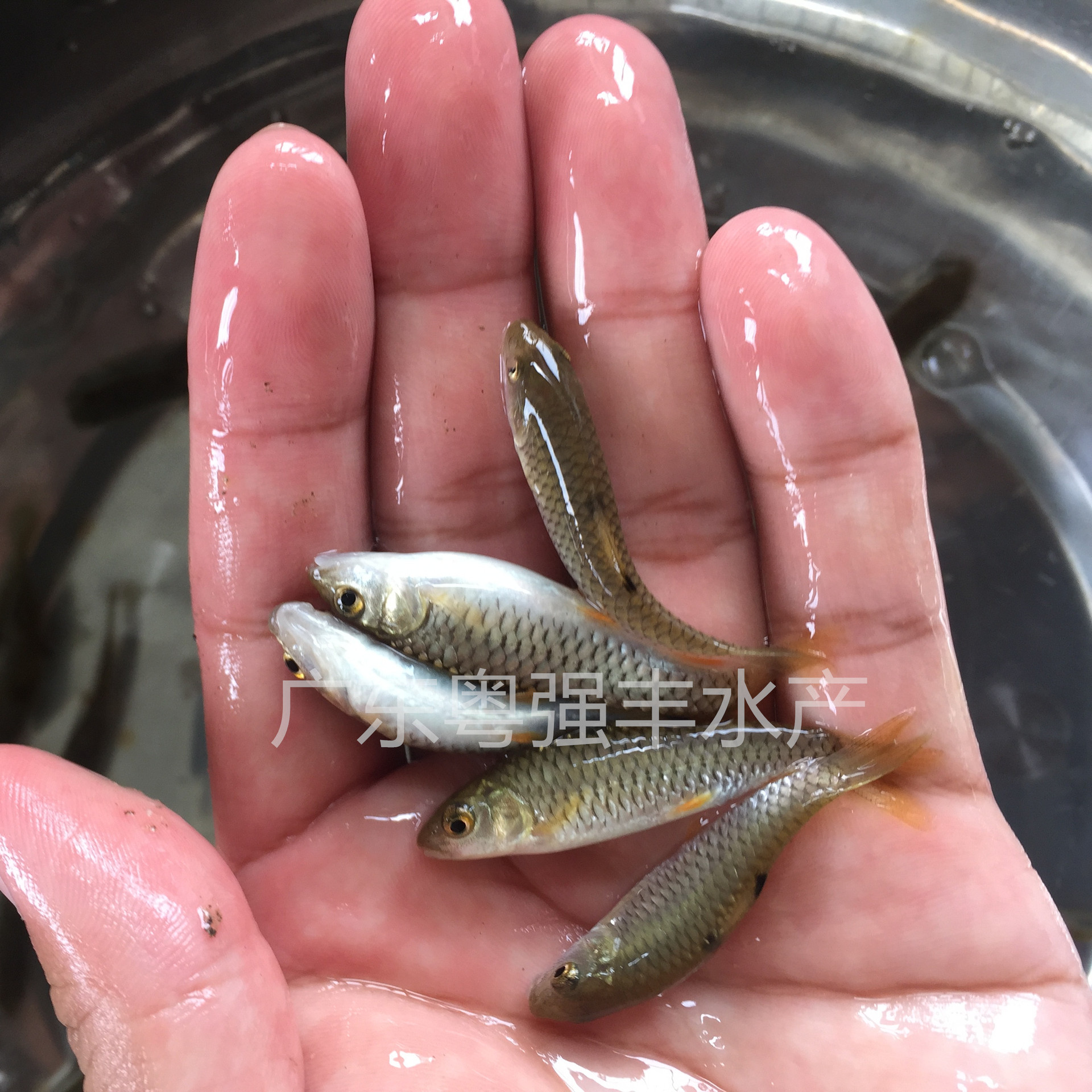 Seedling Farms Supply Army Fry, Wholesale of Large Quantities of Green Bamboo Catfish Fry, Army Fry Live for Sale