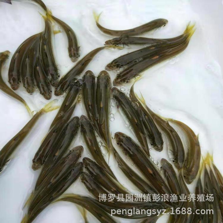 [Фабрика прямая поставка] Рыба с лошадиным ртом, длинноперый гоби, широкий плавник гоби речная рыба, живая семена, холодноводная рыба с лошадиным ртом