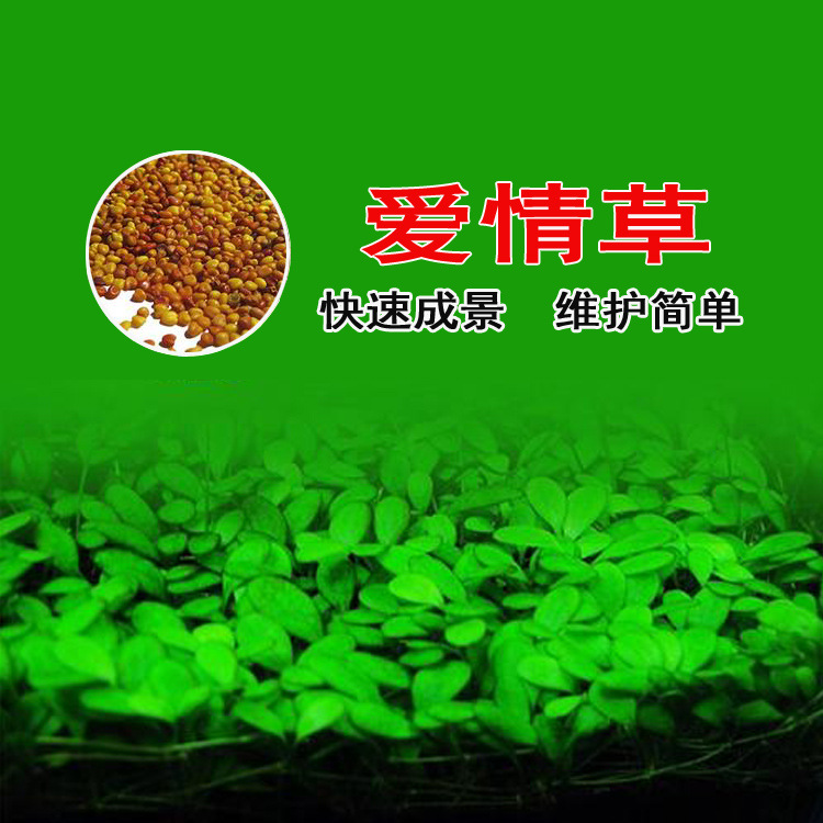 Wholesale fish tank aquarium prospect instant water grass seeds mini pair leaf grass cowhair grass lucky grass