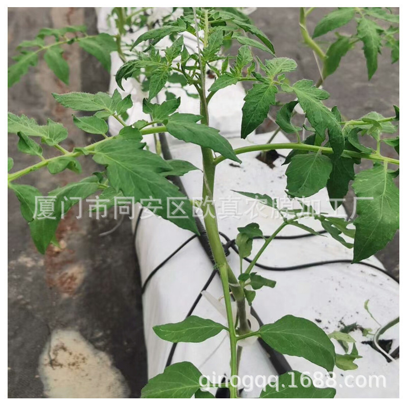 White Outside and Black Inside Plastic Planting Strips, Anti-Aging Coconut Bran Substrate Packaging Bags, Strawberry Cultivation Strips, Ready for Sale