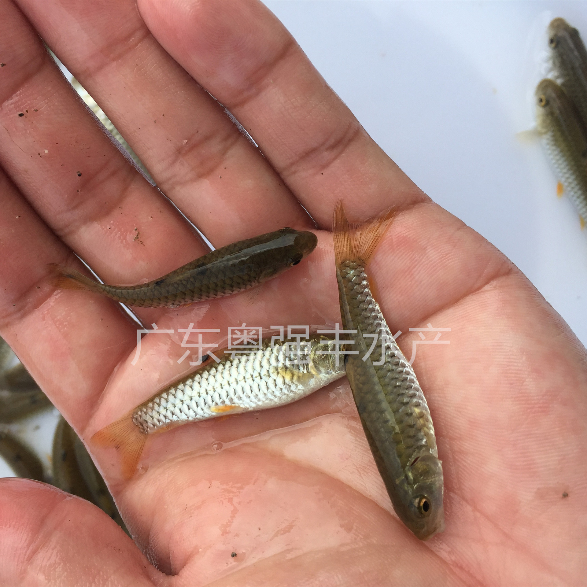 Seedling Farms Supply Army Fry, Wholesale of Large Quantities of Green Bamboo Catfish Fry, Army Fry Live for Sale