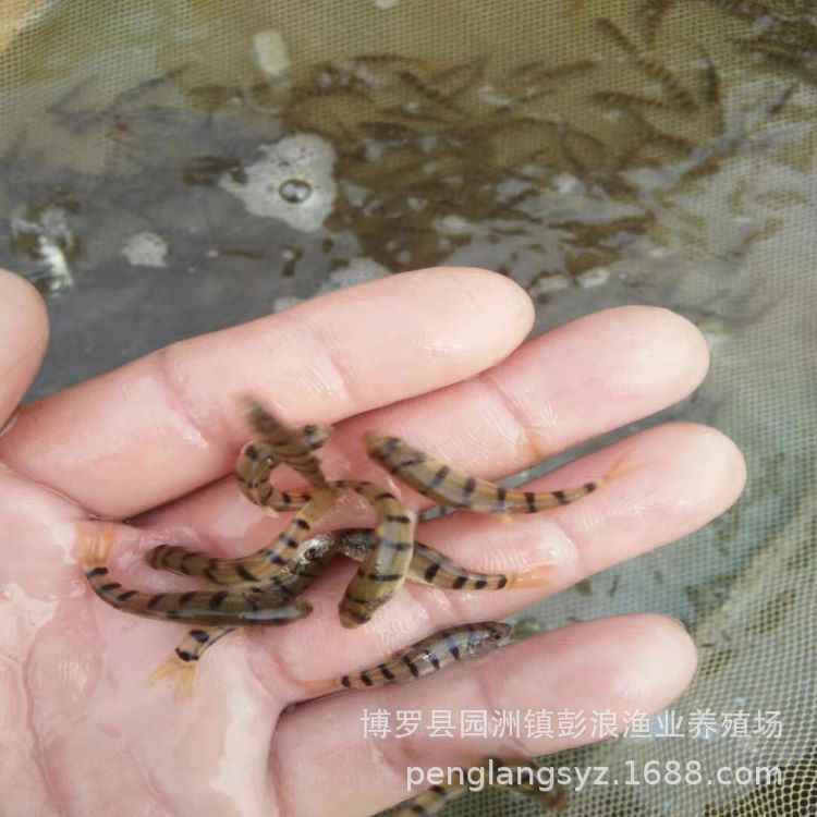 Light Lip Fry Grouper Freshwater Old Grouper Fish Fry Wholesale Freshwater Fish Fry Supply
