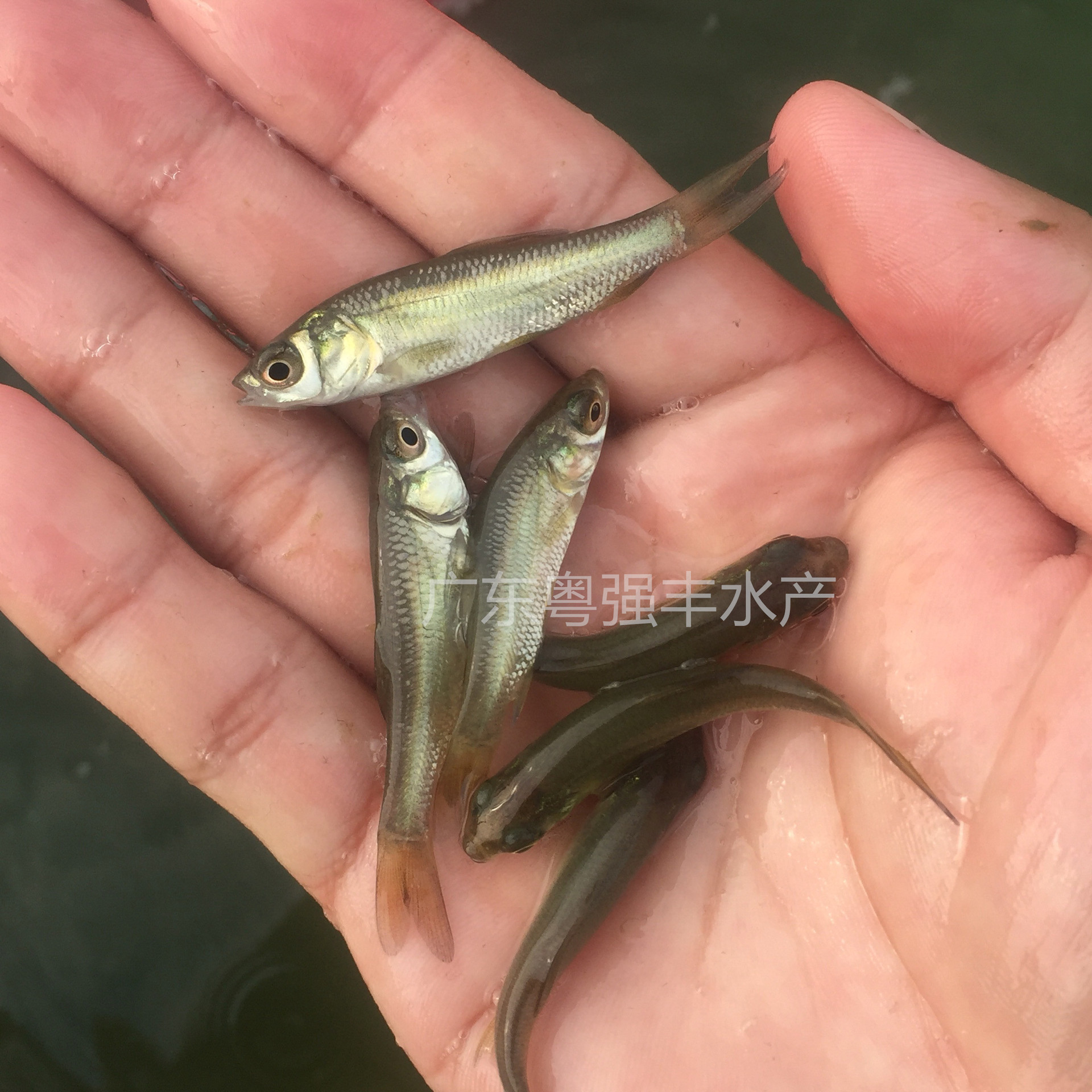 Seedling Farm Direct Supply of Herring Fry, Screw Fry, Black Grass Carp Fry, Snail Fry, Black Grass Carp Fry, Black Grass Carp Wholesale