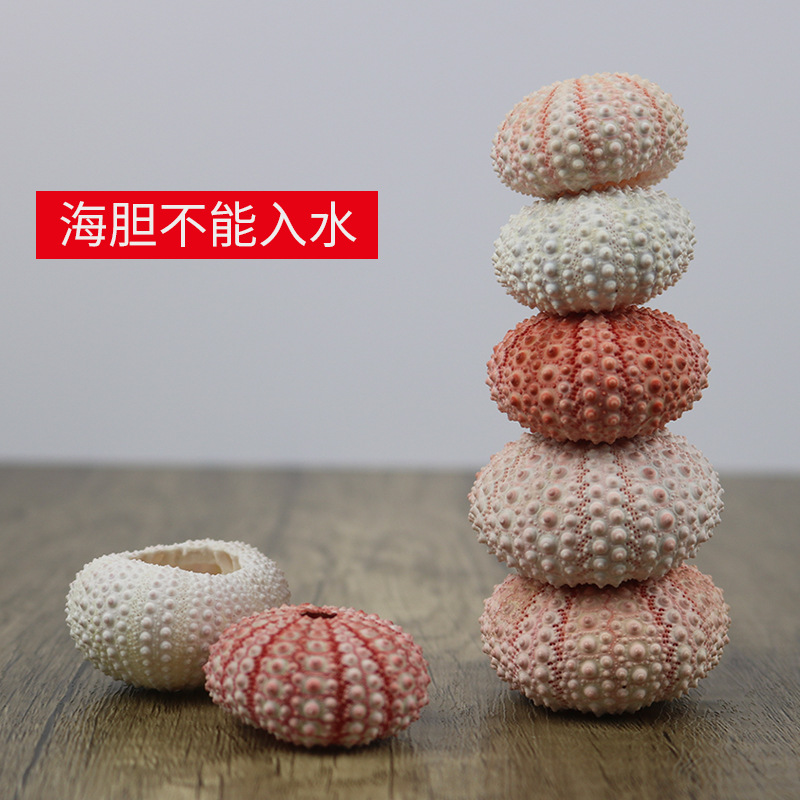 Natural Sea Urchin Shell Specimen Air Pineapple Flower Pot Home Floor Decoration Shell Conch Sea Urchin Crafts Wholesale