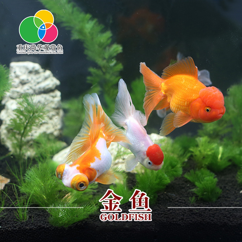 Fishery farms wholesale ornamental fish live small goldfish tropical fish cold water fish ornamental live Fry